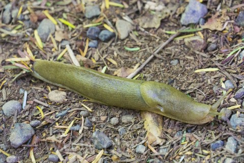 Banana Slug