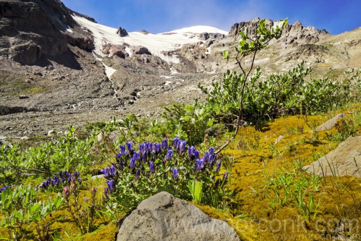 Rainier Wildflowers