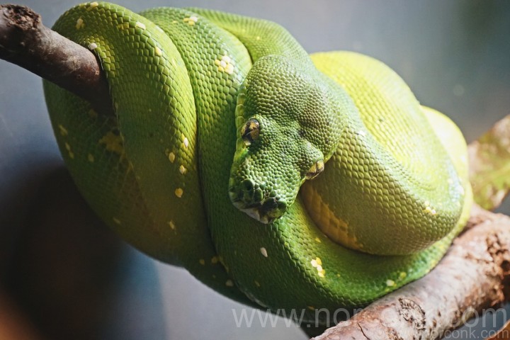 Green Tree Python