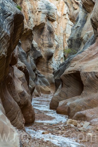 Willis Canyon