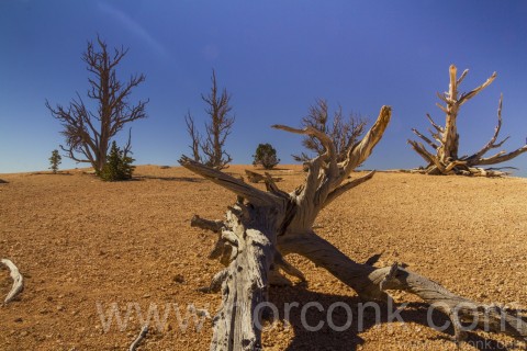 Bryce Canyon