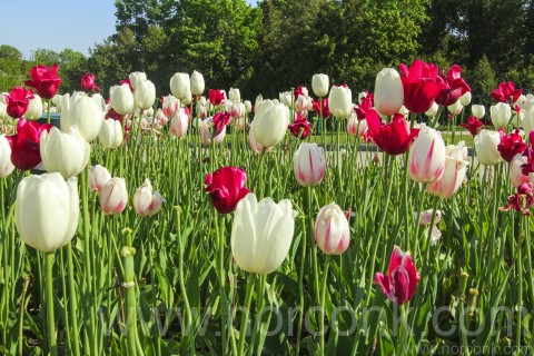 Tulips