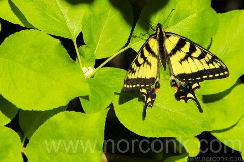 Canadian Tiger Swallowtail