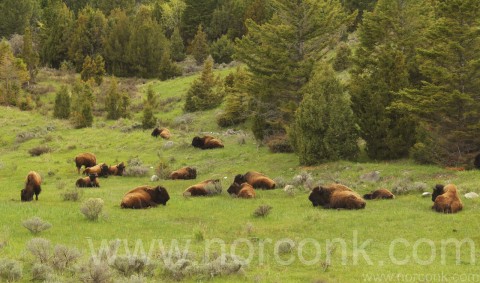 Bison Herd