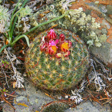 Ball Cactus