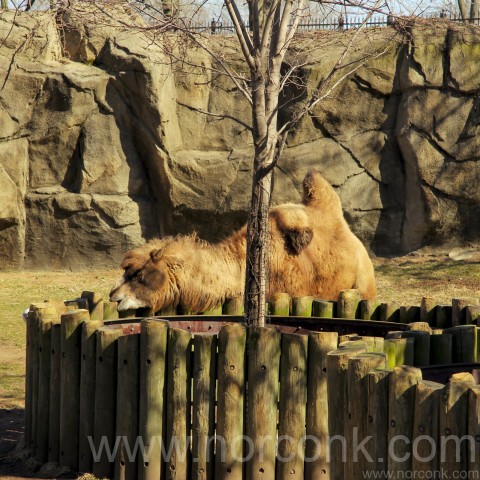 Slumpy the Bactrian camel