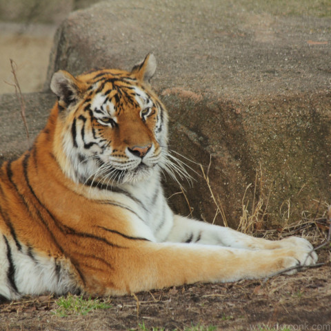 Amur Tiger