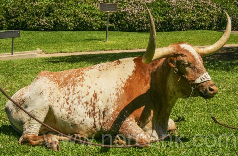 Bevo