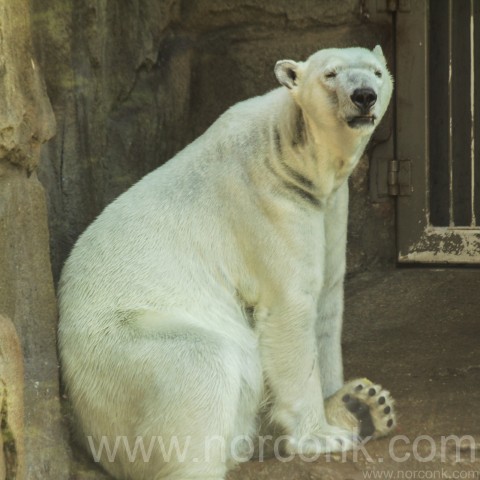 Polar Bear