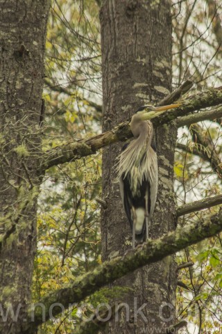 Gray Heron