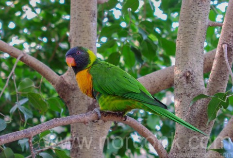 Lorikeet