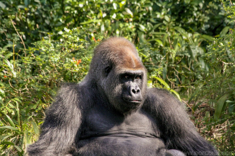 Western Lowland Gorilla