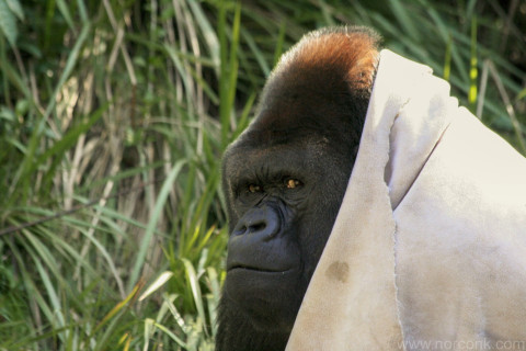 Western Lowland Gorilla