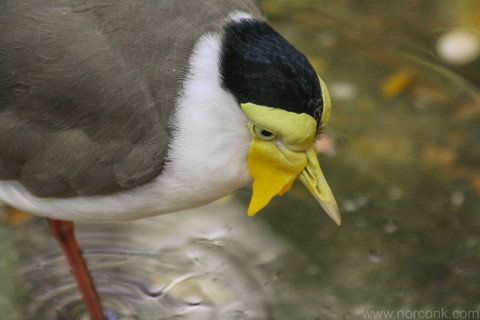 Masked Lapwing