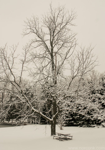 Tree in Winter