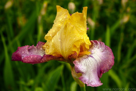 Iris