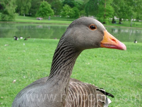 Greylag Goose