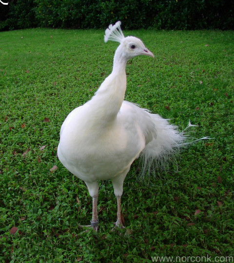 Albino Peacock