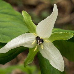 Trillium