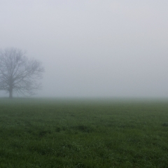 Cades Cove Fog