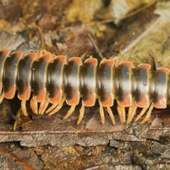 Millipede