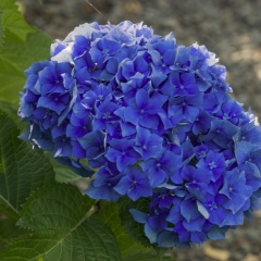 Hydrangea