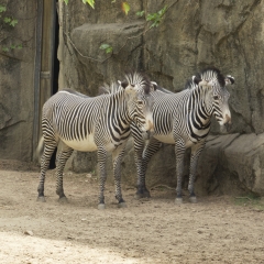 Grevy's Zebras