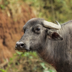 Water Buffalo