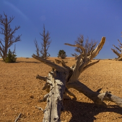 Bryce Canyon