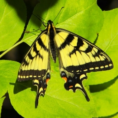 Canadian Tiger Swallowtail