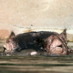 Hippopotamus