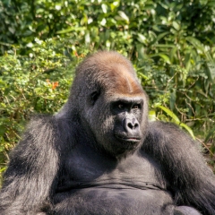 Western Lowland Gorilla