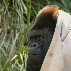 Western Lowland Gorilla