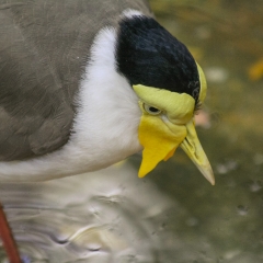 Masked Lapwing