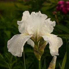 Iris