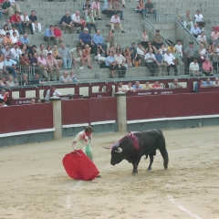 Bull Fight