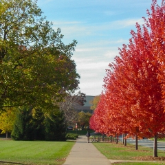 MSU Campus