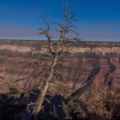 Grand Canyon View