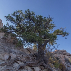 Grand Canyon View