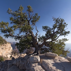 Grand Canyon View