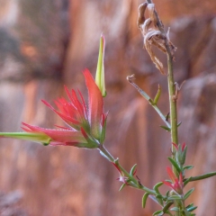 Grand Canyon Indian Paintbrush