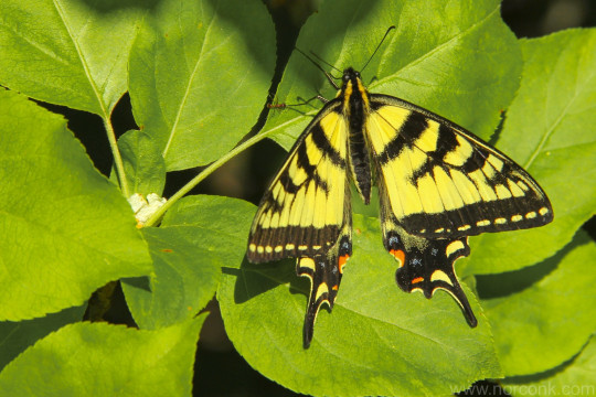 Canadian Tiger Swallowtail