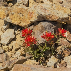 Indian Paintbrush