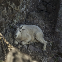 Mountain Goat