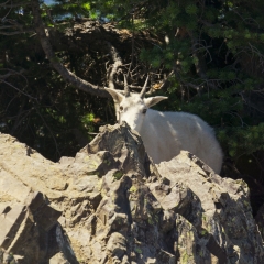 Mountain Goat