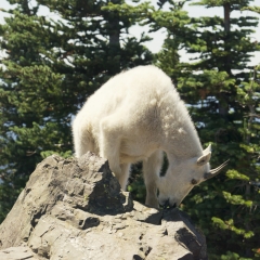 Mountain Goat