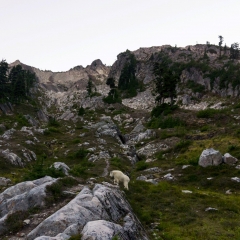 Mountain Goat