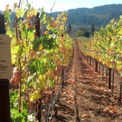 Ledson Winery