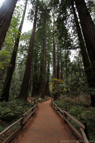 Redwoods