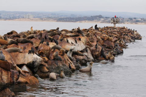 Sea lions galore